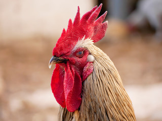 portrait of a rooster
