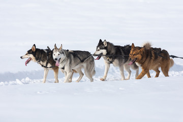 A pack of siberian huskies and malamuts participating in the dog sled racing contest, Tusnad, Romania