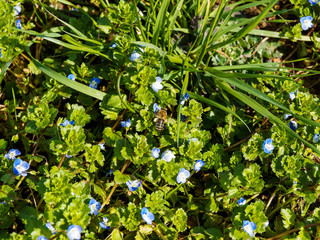 Veronica persica ou véronique de Perse visitée par une abeille attirée par le nectar
