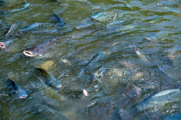 Feeding food for fish in river nature farming