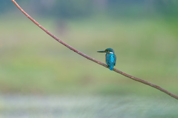 Beautiful Common Kingfisher (Alcedo atthis) perched on the branch of a tree with its turquoise blue back facing the camera and a blurred background.