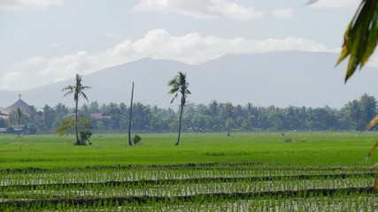 Fototapeta na wymiar Scenic view of green ricefields in the Philippines.