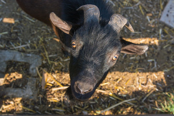 Curious goat on a farm breeders of domestic animals interested watch what is happening around.