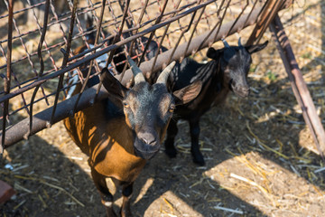 Curious goat on a farm breeders of domestic animals interested watch what is happening around.