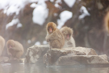 Obraz premium Little monkeys can't get into the bath because the hot springs are too hot.
