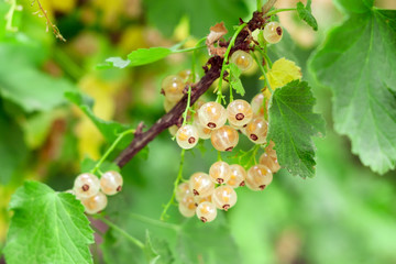 white currant berries close up on branches