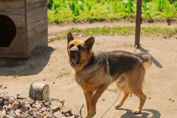 Angry old shepherd on a chain guards the territory.