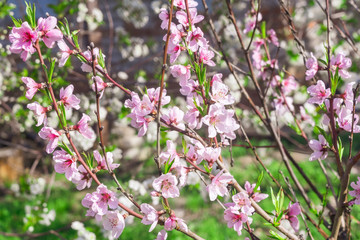 Orchard of peach trees bloomed in spring. Soft focus Selective focus image.