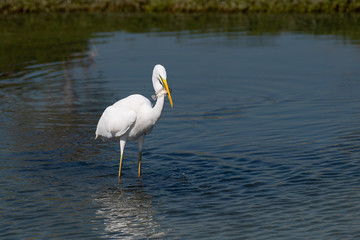 A Great Egret (Ardea alba), also kown as the Common Egret, is showing off a fish it just caught in the shallow waters of a lagoon.