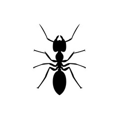 ant insect