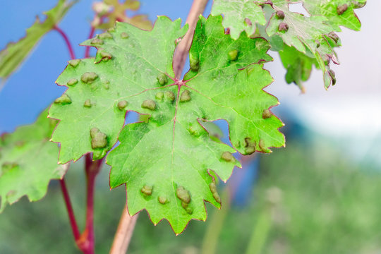 diseases of grape leaves. caused by a parasite or insect, bites, living within the vines. Does not affect grapes.