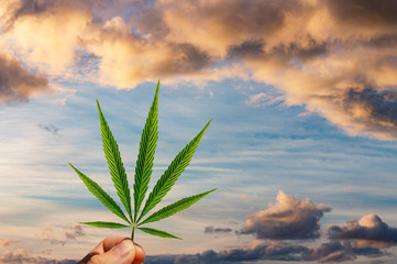 Fingers Holding Cannabis - Hemp Leaf on Sunset Sky Background