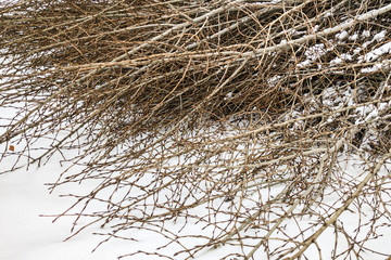 The cut branches of poplar trees lie on the snow
