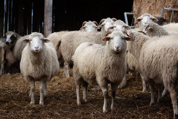 Obraz premium Schafherde