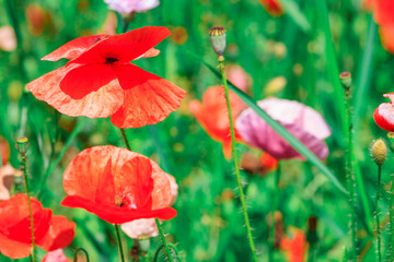 summer meadow with red poppies