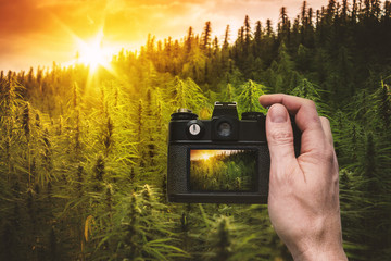 Photographer Taking Photo of Sunset Cannabis Field with Planty of Hemp Plants. Hand on Shutter of Retro Camera with Marijuana on Rear Screen.
