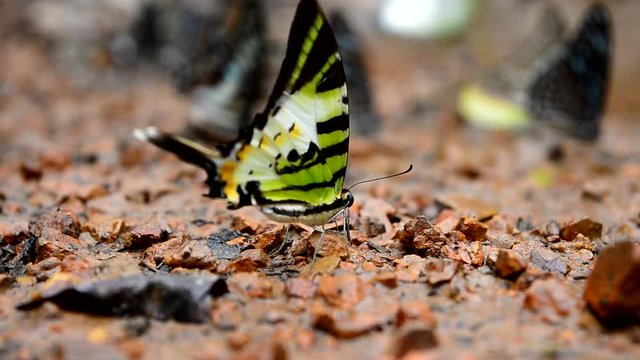 The Fivebar Swordtail