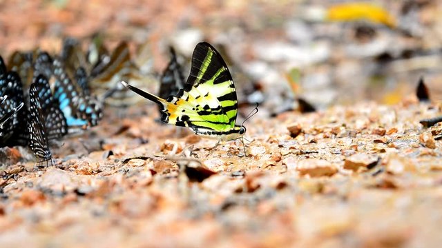 Fivebar Swordtail