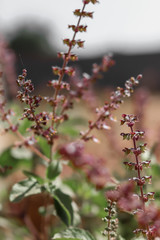 Basil (Ocimum sanctum). Closeup of thai holy basil plants holy basil organic vegetable acreage herb of India,tulshi