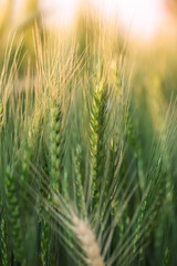 green wheat field close up view,Green wheat close up. Wheat sprouts on sunny day. Green background with wheat.