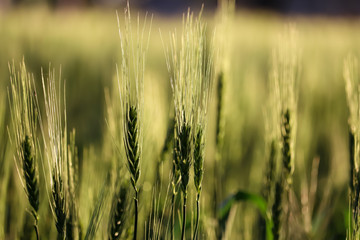 Green wheat ears,Green wheat in the field.Wheat sprouts on sunny day. Organic green wheat in the field