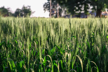 Organic green wheat in the field. wheat plants