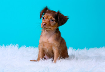 Beautiful red-haired puppy sitting on a blue background. Dog with raised ears. A small animal. Russian Toy