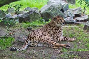Guépard