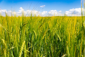 Spring Field with Clouds on Blue Sky and Green Wheat Plants on Foreground