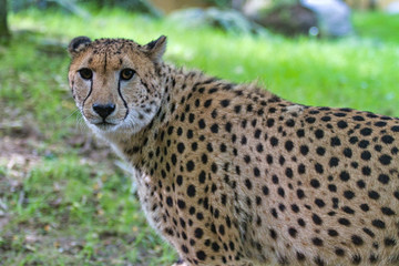 Guépard