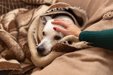 dog wrapped in a brown blanket