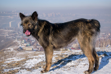 Dog pulled his tongue to the nose. Background city landscape. He stands on the mountain in profile with his head turned.