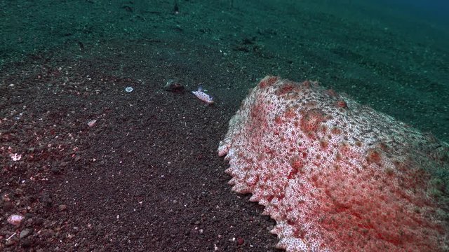Nudibranch and Emperor shrimps riding (Thelenota anax) large sea cucumber 
