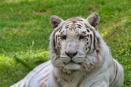 Tigre blanc 