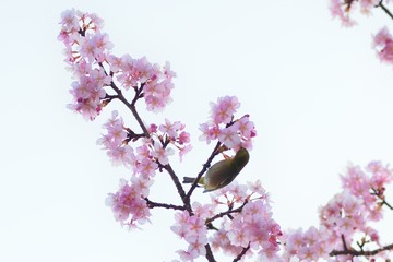White Eye Bird on Pink Cherry blossom tree in Japan