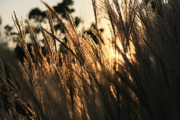 Japanese pampas grass shining in the sunset