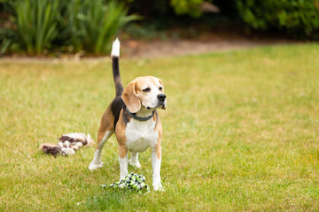 sweet tricolor  beagle dog playing