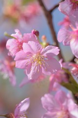 Macro texture of Japanese Pink Cherry Blossoms