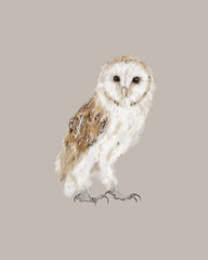 Barn owl creative painting. Realistic drawing of a white owl. Isolated drawing of a wild owl bird in full size.
