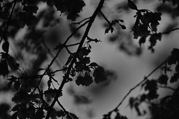 Cherry blossoms are coming out here and there.