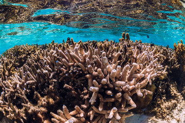 Corals and fish in blue ocean, tropical underwater sea