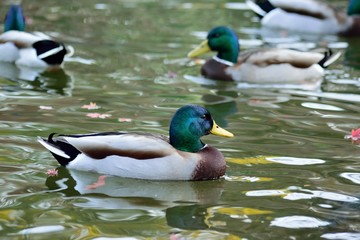 Fototapeta premium Mallard ducks swimming in Japanese garden pond waters