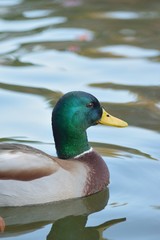 Mallard ducks swimming in Japanese garden pond waters