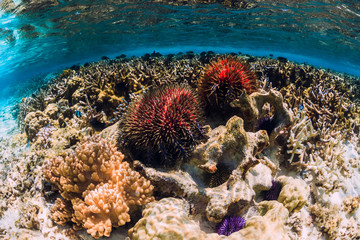 Naklejka na ściany i meble Underwater scene with red starfish and corals in tropical sea