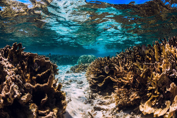 Naklejka na ściany i meble Corals and fish in blue ocean, tropical underwater sea