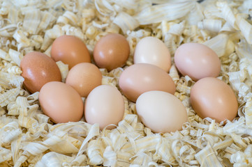 Chicken eggs in a nest of light wood chips