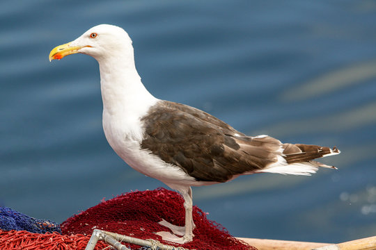 Marinus Bilder Durchsuchen 1,446 Archivfotos, und