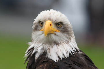 Obraz premium Seeadler