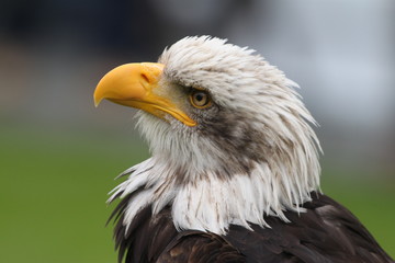 Seeadler