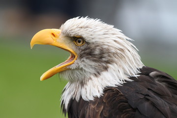 Seeadler